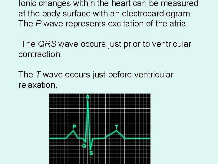 Ionic changes within the heart can be measured at the body surface with an