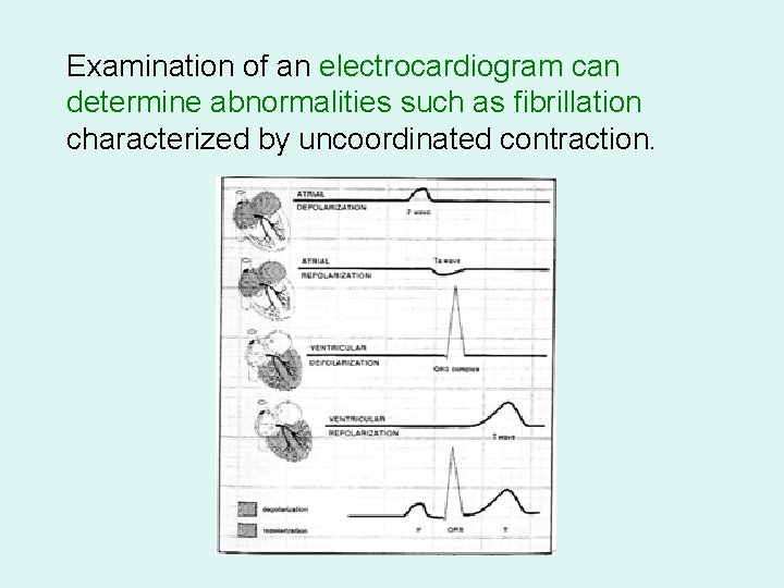 Examination of an electrocardiogram can determine abnormalities such as fibrillation characterized by uncoordinated contraction.