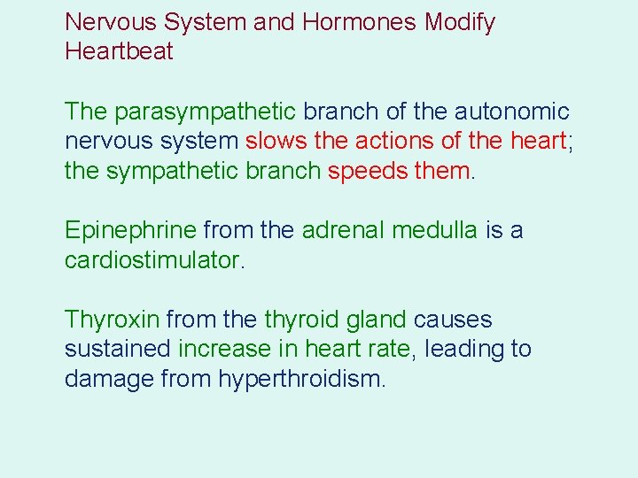 Nervous System and Hormones Modify Heartbeat The parasympathetic branch of the autonomic nervous system