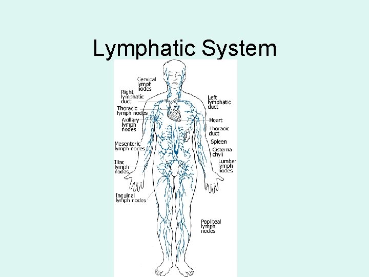 Lymphatic System 