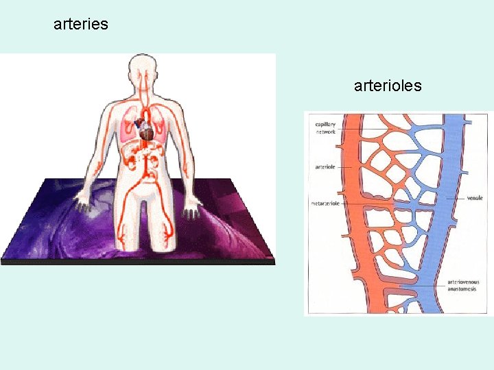 arteries arterioles 