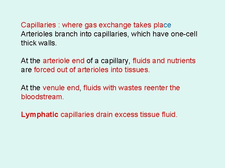 Capillaries : where gas exchange takes place Arterioles branch into capillaries, which have one-cell