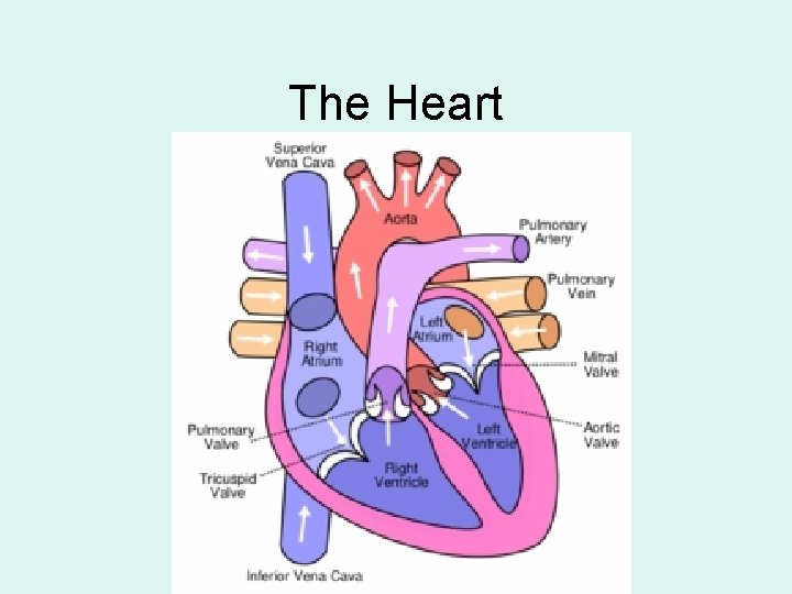 The Heart 