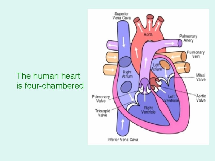 The human heart is four-chambered 