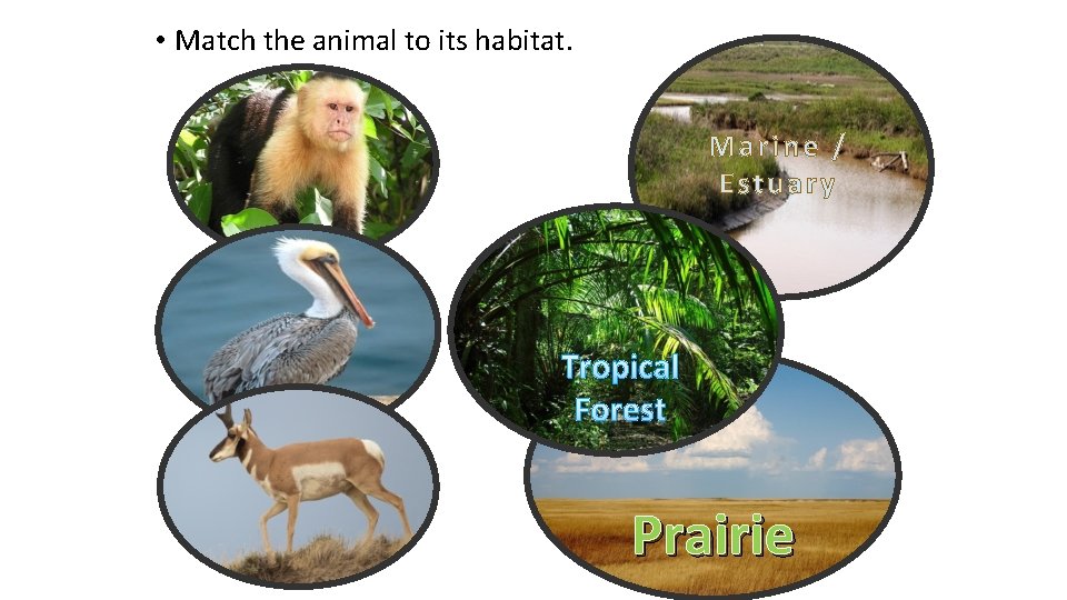  • Match the animal to its habitat. Marine / Estuary Tropical Forest Prairie