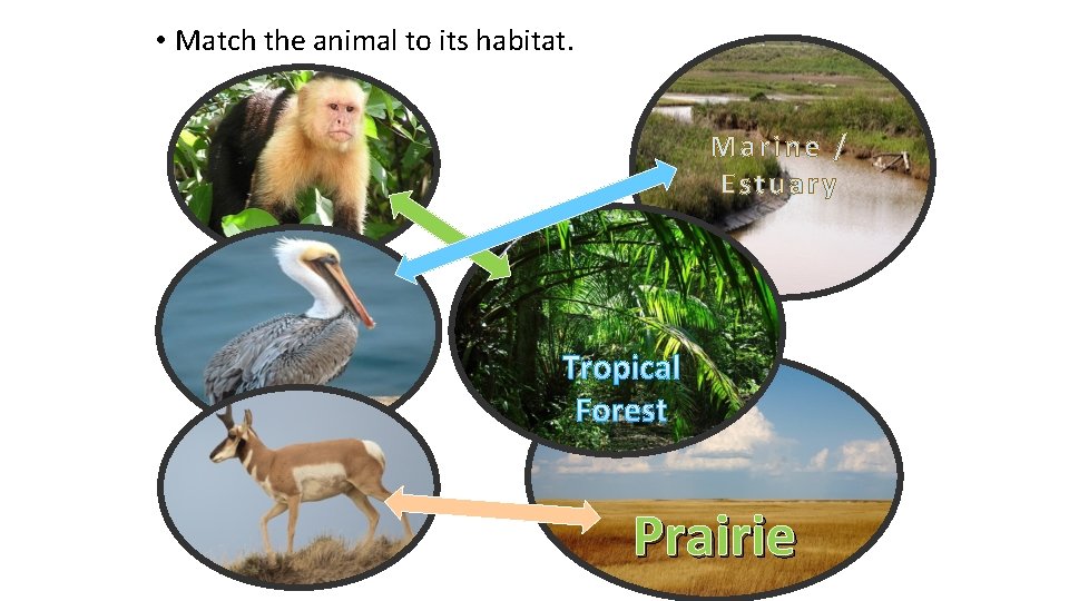  • Match the animal to its habitat. Marine / Estuary Tropical Forest Prairie