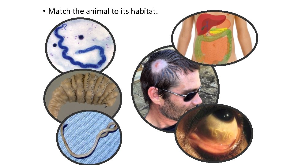  • Match the animal to its habitat. 