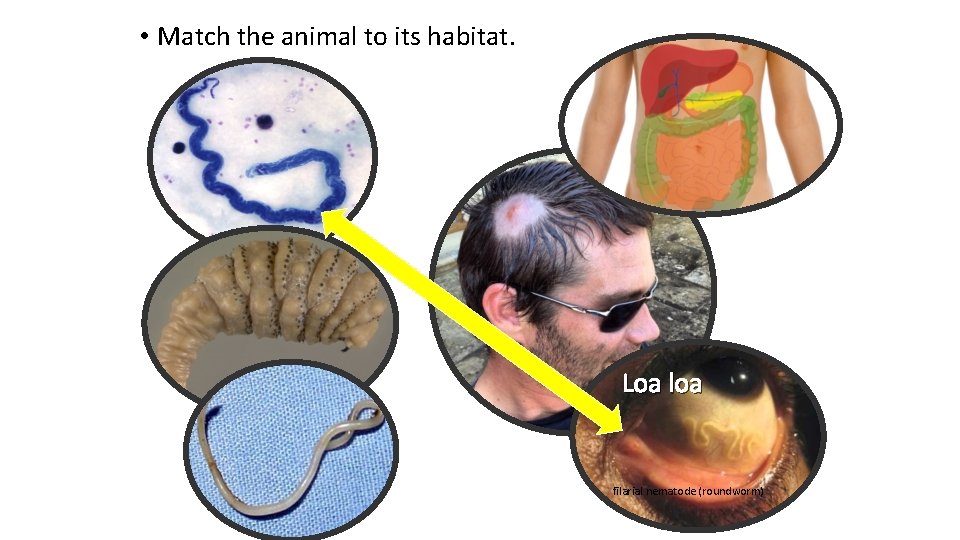  • Match the animal to its habitat. Loa loa filarial nematode (roundworm) 