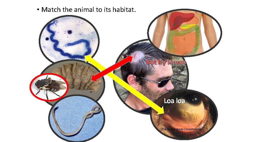  • Match the animal to its habitat. Bot fly larvae Loa loa filarial