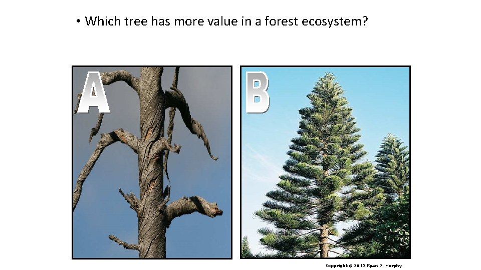  • Which tree has more value in a forest ecosystem? Copyright © 2010