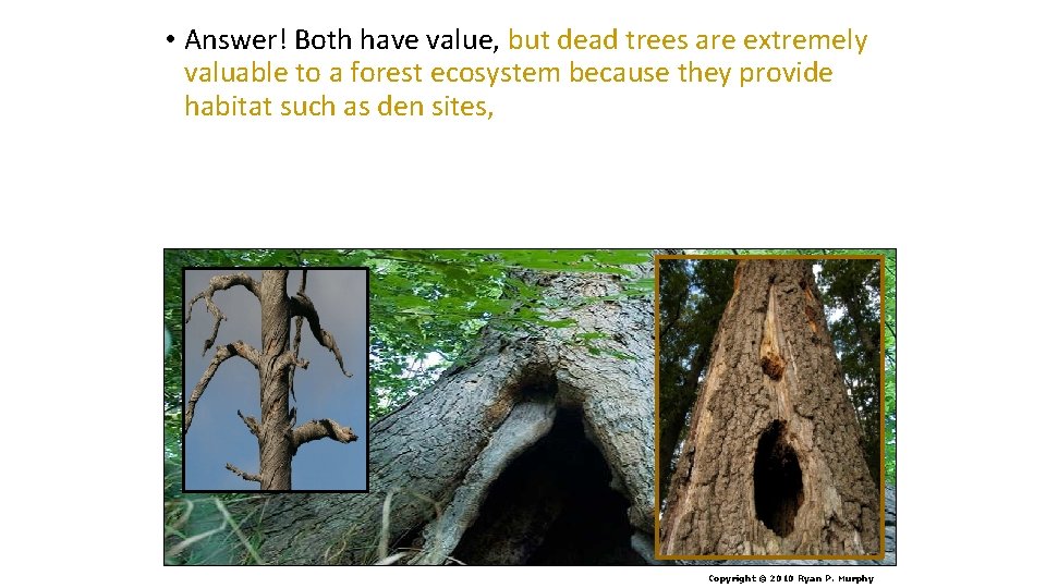  • Answer! Both have value, but dead trees are extremely valuable to a