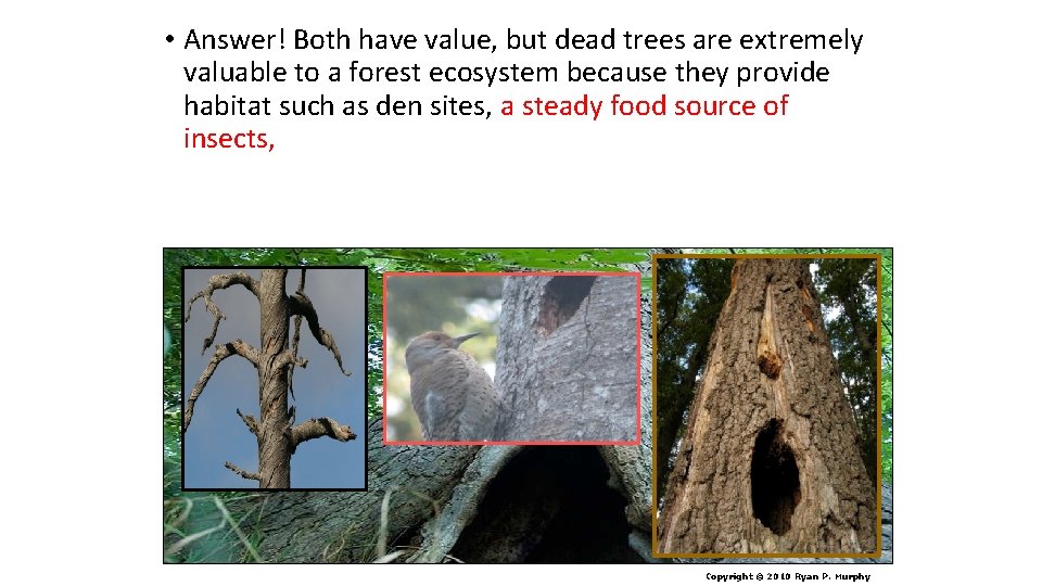  • Answer! Both have value, but dead trees are extremely valuable to a