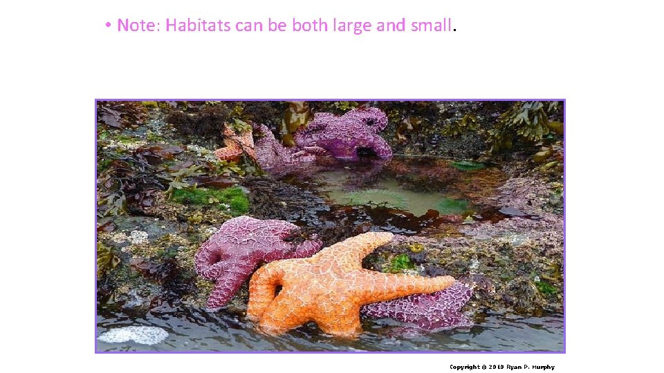  • Note: Habitats can be both large and small. Copyright © 2010 Ryan