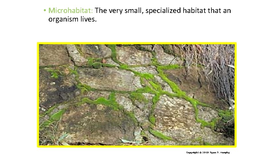  • Microhabitat: The very small, specialized habitat that an organism lives. Copyright ©
