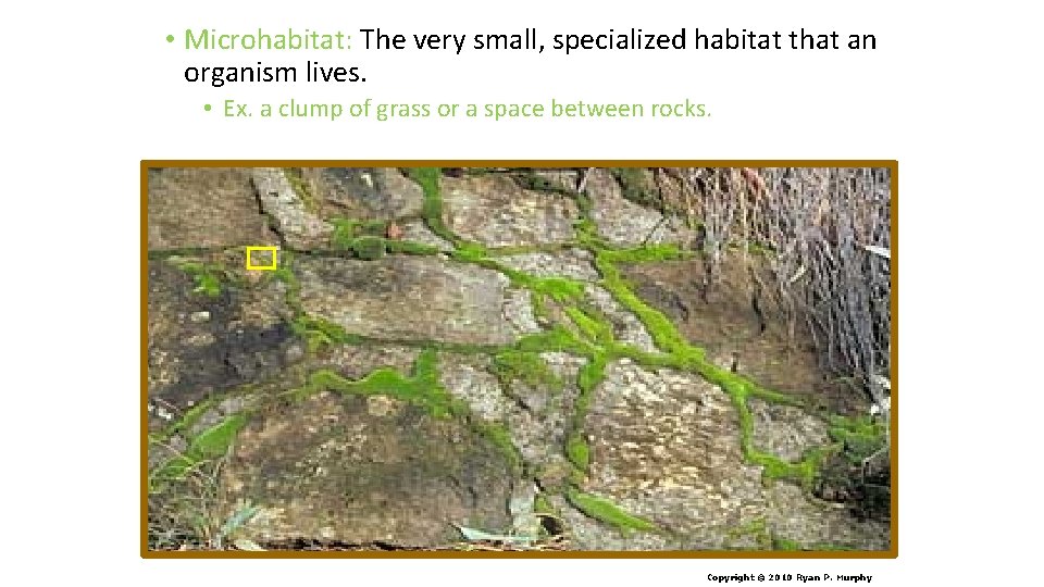  • Microhabitat: The very small, specialized habitat that an organism lives. • Ex.