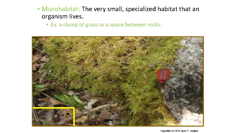  • Microhabitat: The very small, specialized habitat that an organism lives. • Ex.