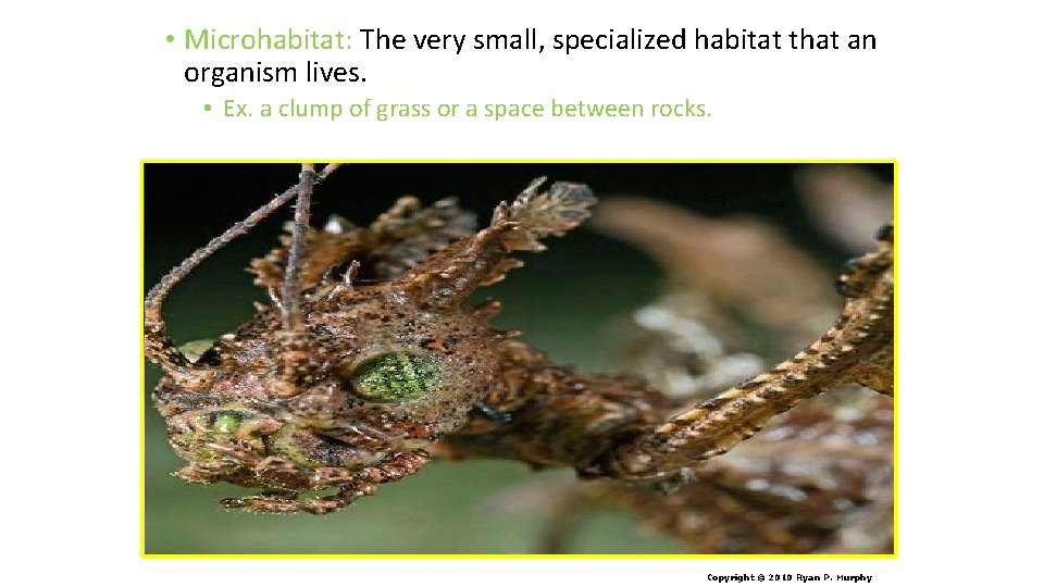  • Microhabitat: The very small, specialized habitat that an organism lives. • Ex.