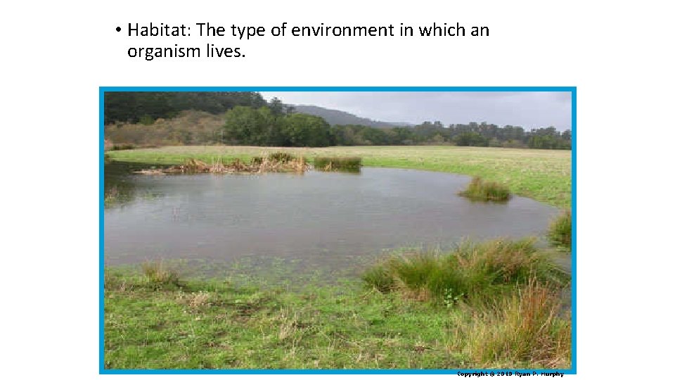  • Habitat: The type of environment in which an organism lives. Copyright ©