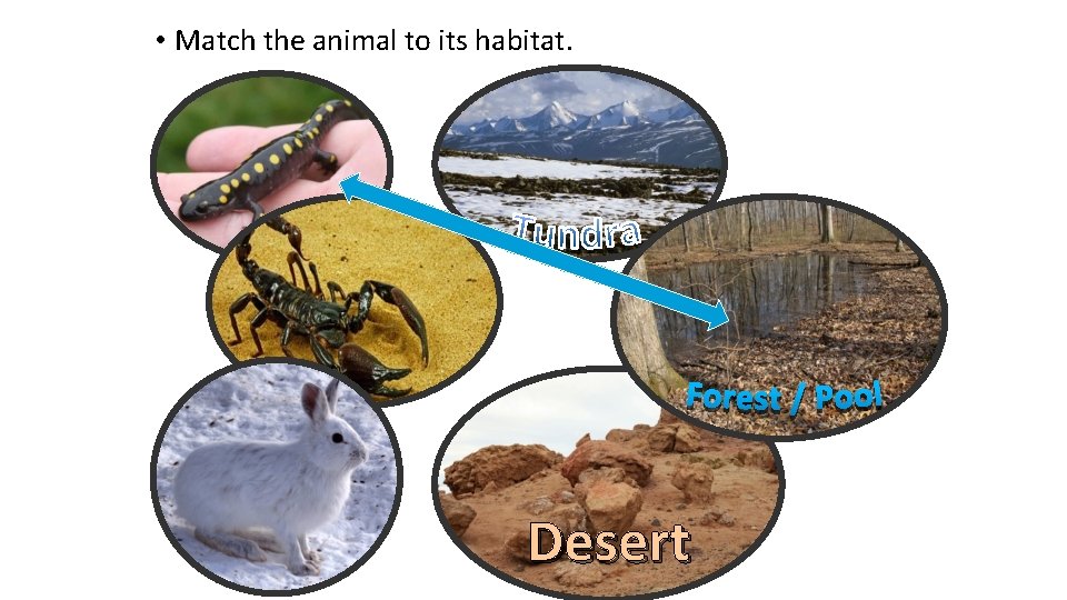  • Match the animal to its habitat. Desert 