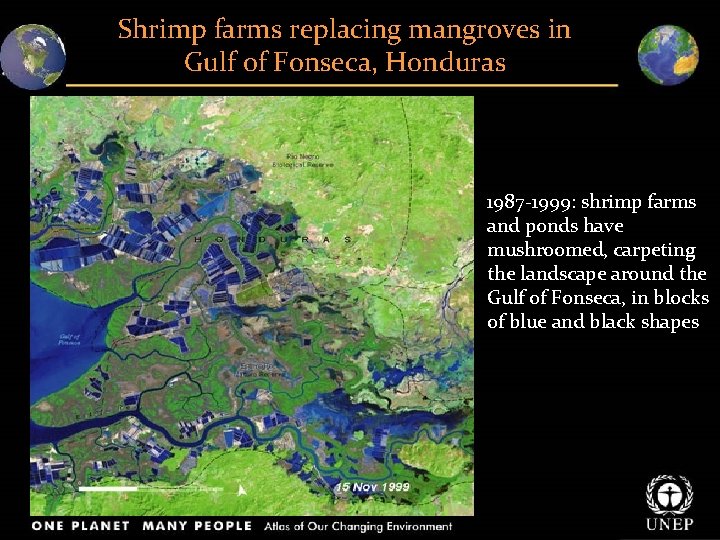 Shrimp farms replacing mangroves in Gulf of Fonseca, Honduras 1987‐ 1999: shrimp farms and