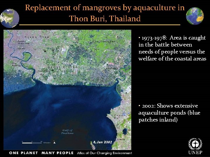 Replacement of mangroves by aquaculture in Thon Buri, Thailand • 1973‐ 1978: Area is