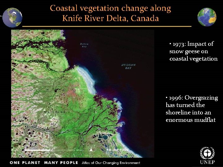 Coastal vegetation change along Knife River Delta, Canada • 1973: Impact of snow geese