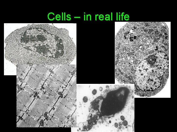 Cytology The key to every biological problem must
