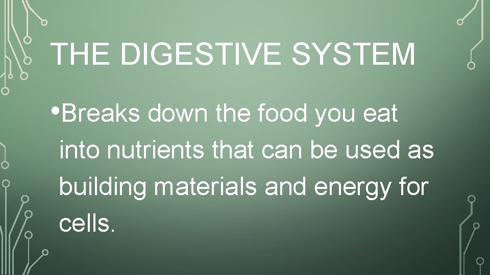 THE DIGESTIVE SYSTEM • Breaks down the food you eat into nutrients that can