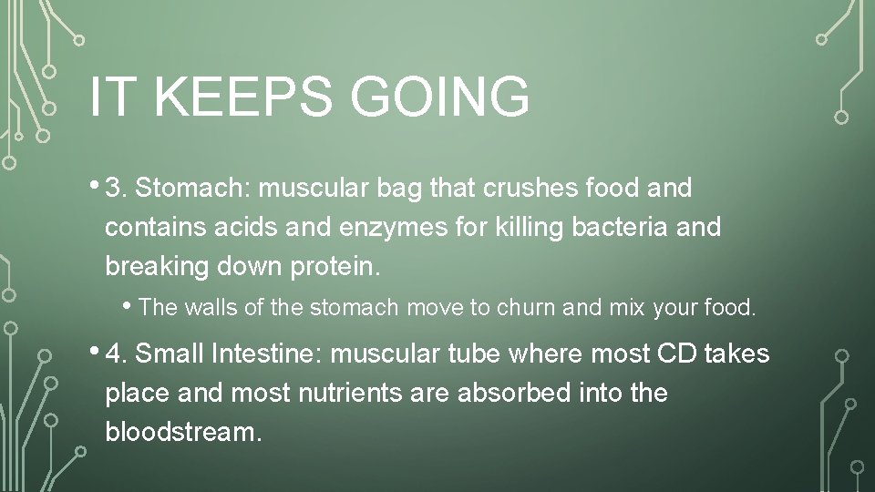 IT KEEPS GOING • 3. Stomach: muscular bag that crushes food and contains acids