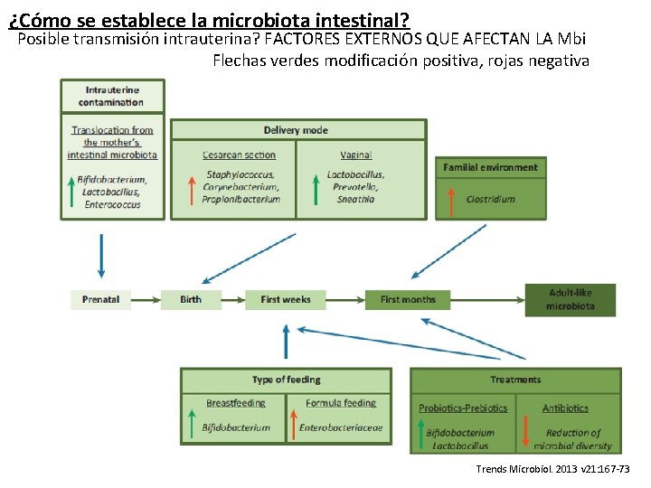 ¿Cómo se establece la microbiota intestinal? Posible transmisión intrauterina? FACTORES EXTERNOS QUE AFECTAN LA