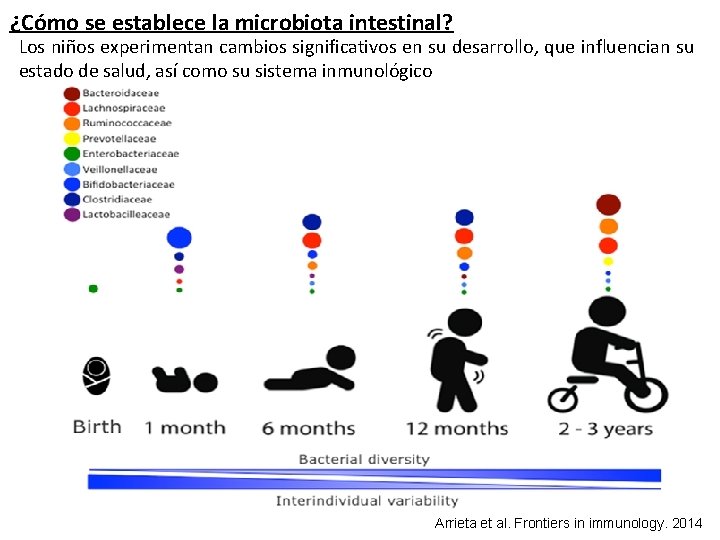¿Cómo se establece la microbiota intestinal? Los niños experimentan cambios significativos en su desarrollo,
