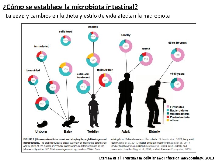 ¿Cómo se establece la microbiota intestinal? La edad y cambios en la dieta y