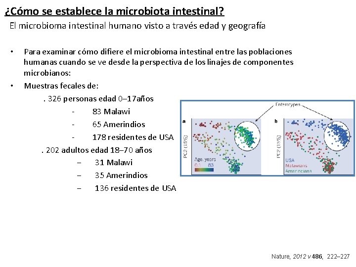 ¿Cómo se establece la microbiota intestinal? El microbioma intestinal humano visto a través edad