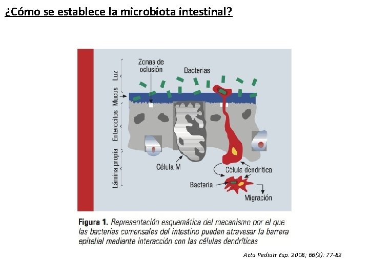 ¿Cómo se establece la microbiota intestinal? Acta Pediatr Esp. 2008; 66(2): 77 -82 