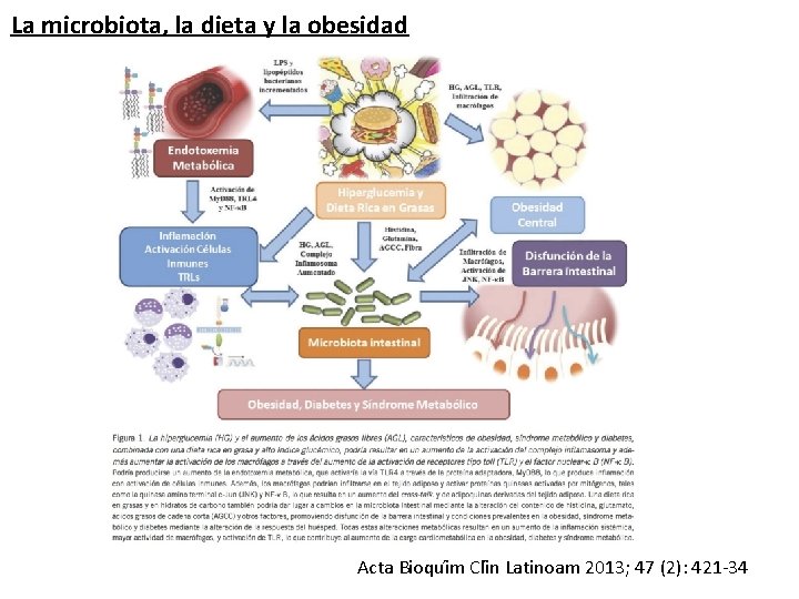 La microbiota, la dieta y la obesidad Acta Bioqui m Cli n Latinoam 2013;