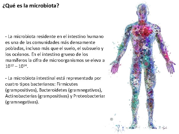 ¿Qué es la microbiota? - La microbiota residente en el intestino humano es una