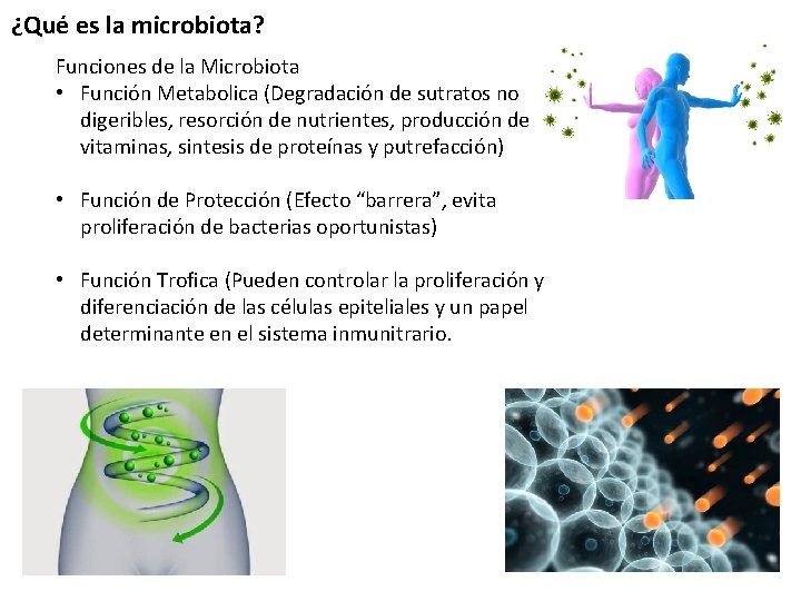 ¿Qué es la microbiota? Funciones de la Microbiota • Función Metabolica (Degradación de sutratos