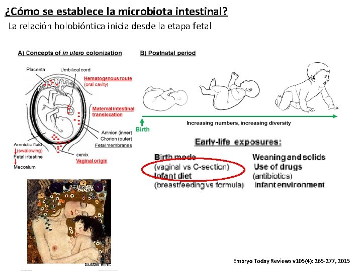 ¿Cómo se establece la microbiota intestinal? La relación holobióntica inicia desde la etapa fetal