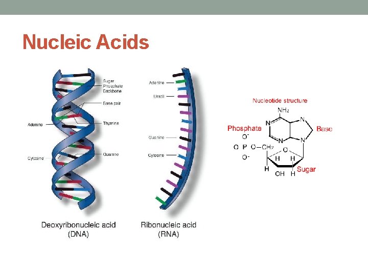 Nucleic Acids 