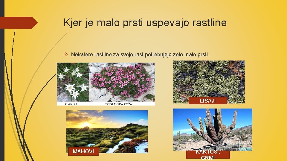 Kjer je malo prsti uspevajo rastline Nekatere rastline za svojo rast potrebujejo zelo malo