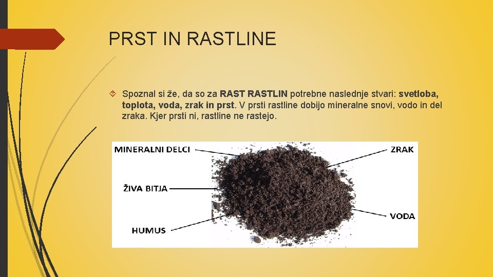 PRST IN RASTLINE Spoznal si že, da so za RASTLIN potrebne naslednje stvari: svetloba,