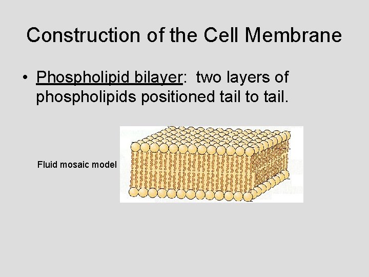 Construction of the Cell Membrane • Phospholipid bilayer: two layers of phospholipids positioned tail
