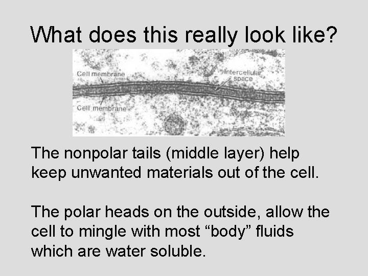 What does this really look like? The nonpolar tails (middle layer) help keep unwanted