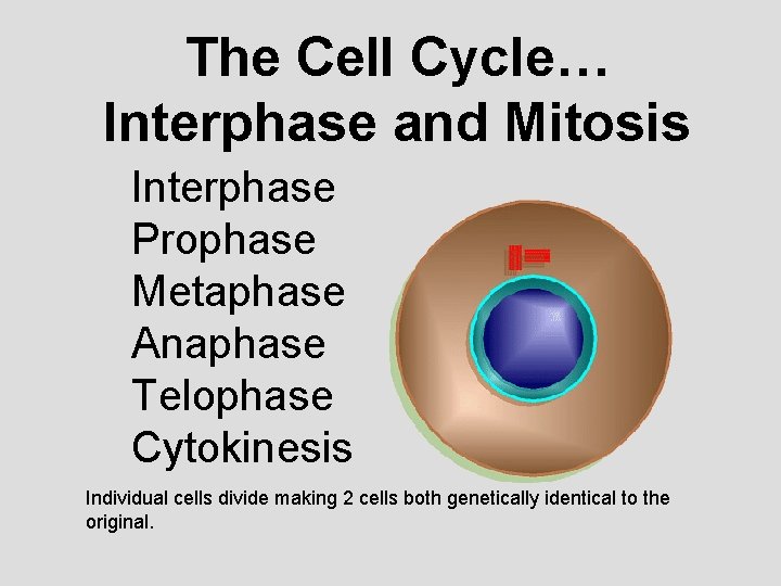 The Cell Cycle… Interphase and Mitosis Interphase Prophase Metaphase Anaphase Telophase Cytokinesis Individual cells