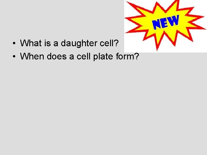  • What is a daughter cell? • When does a cell plate form?