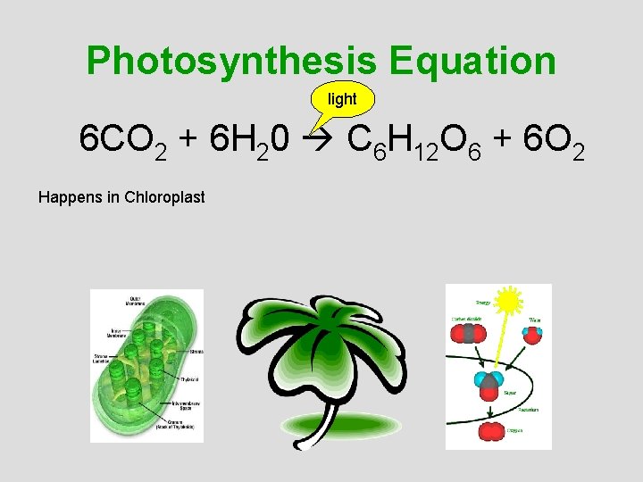 Photosynthesis Equation light 6 CO 2 + 6 H 20 C 6 H 12