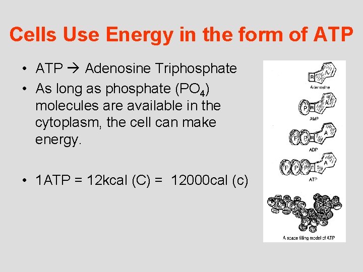 Cells Use Energy in the form of ATP • ATP Adenosine Triphosphate • As