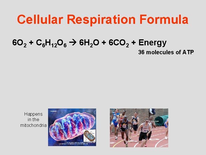 Cellular Respiration Formula 6 O 2 + C 6 H 12 O 6 6