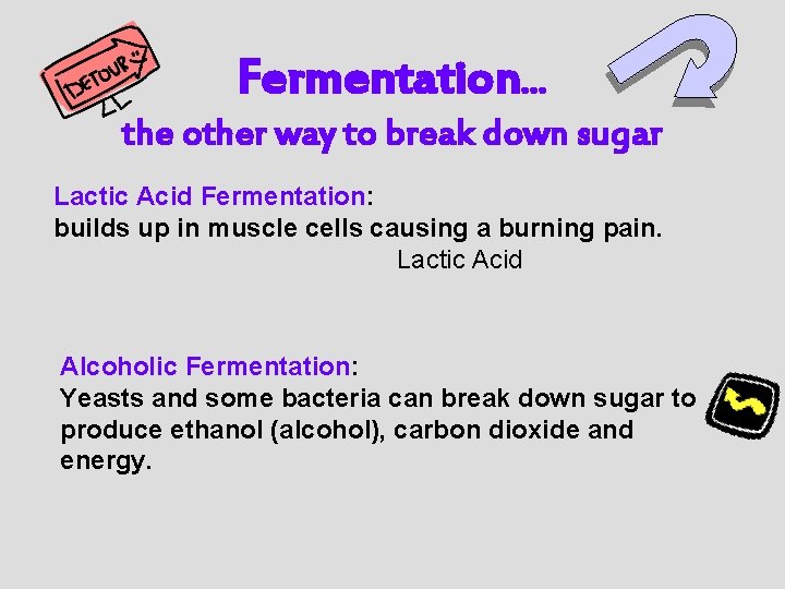 Fermentation… the other way to break down sugar Lactic Acid Fermentation: builds up in