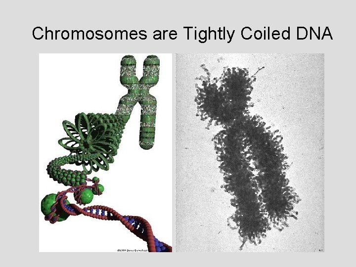Chromosomes are Tightly Coiled DNA 